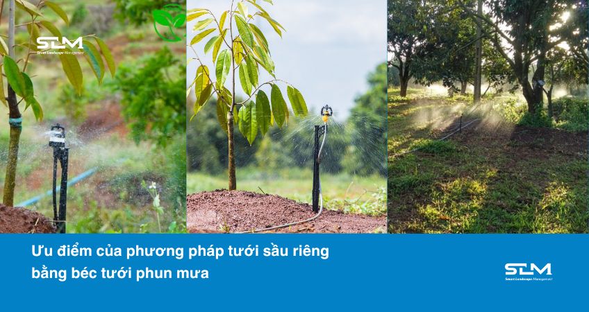 Ưu điểm của phương pháp tưới sầu riêng bằng béc tưới phun mưa: