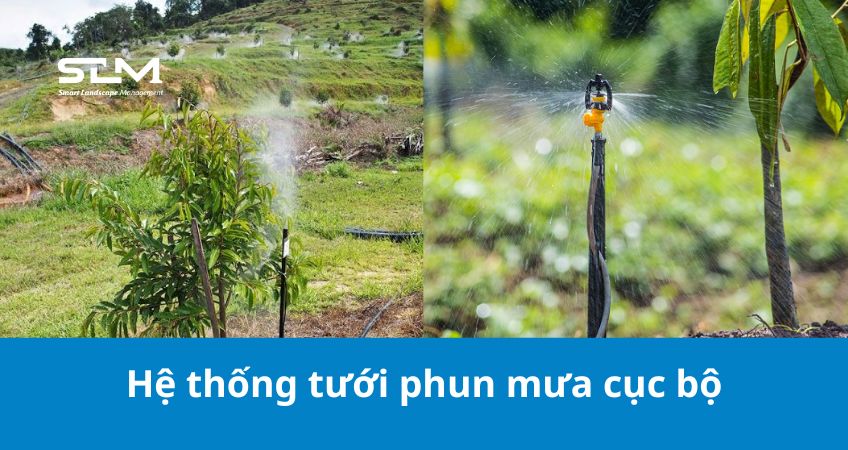 Hệ thống tưới phun mưa cục bộ cho cây sầu riêng