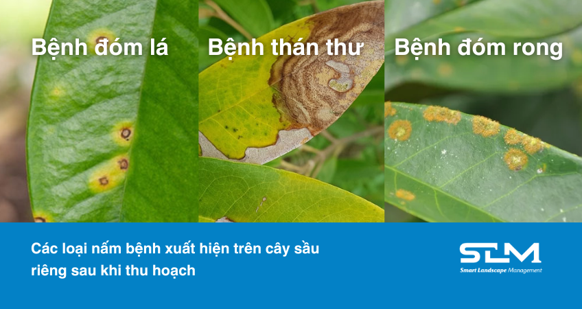 Một số loại bệnh xuất hiện trên cây sầu riêng sau thu hoạch cần lưu ý như thán thư, đóm lá