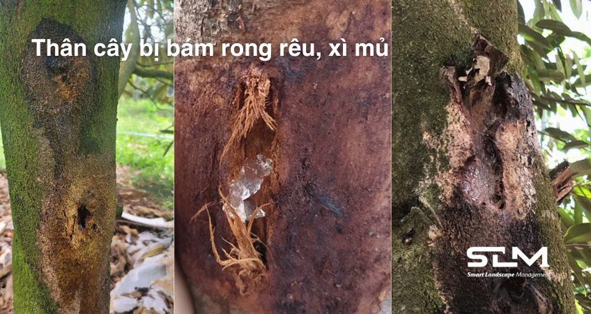 Bệnh xì mủ trên thân cây sầu riêng