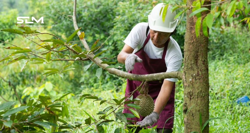 Kỹ thuật chăm sóc sầu riêng sau thu hoạch bằng cách tỉa cành đúng cách