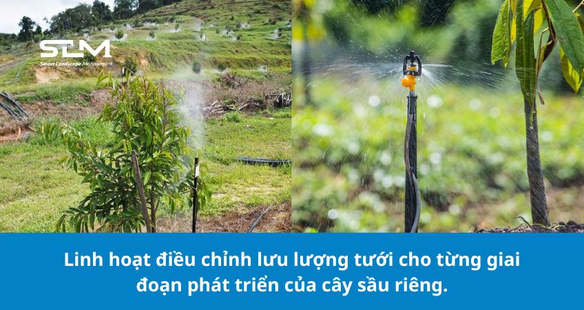 Các loại béc tưới phun mưa cho cây sầu riêng