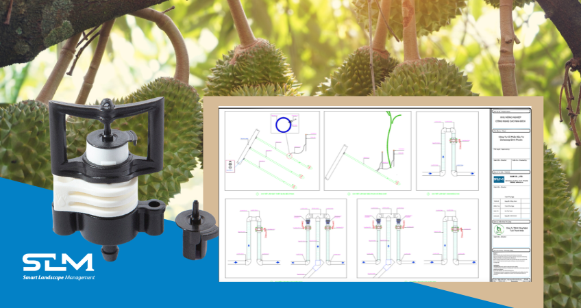 Hệ thống tưới phun mưa cho cây sầu riêng
